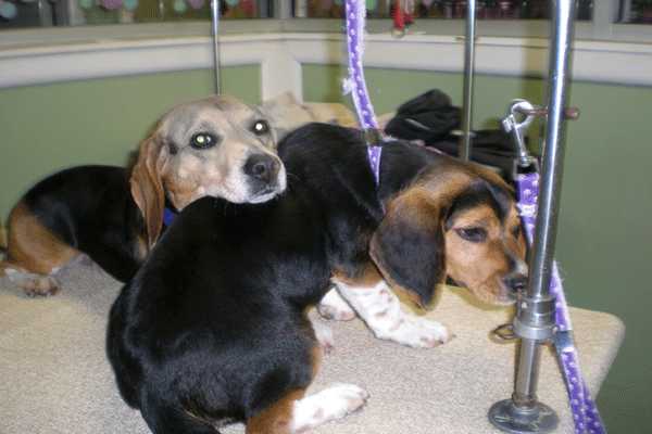 photo of beagles